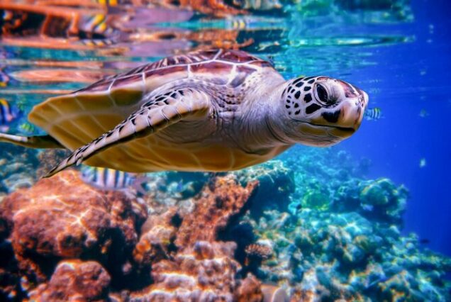 Sea turtle swimming at Abu Dabbab snorkeling reef Marsa Alam