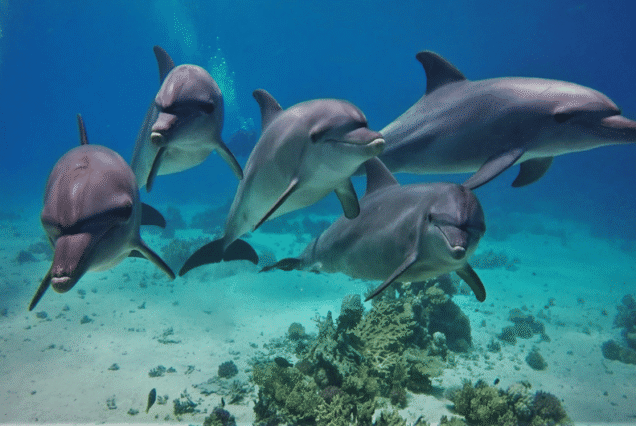 Crystal clear turquoise water at Sataya Dolphin Reef