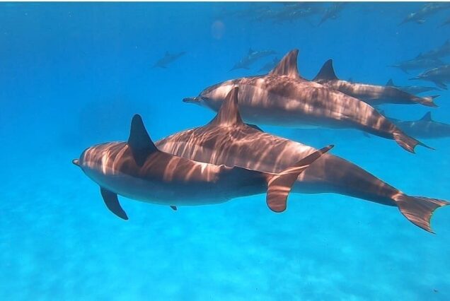 Snorkelers swimming near wild dolphins at Sataya Reef