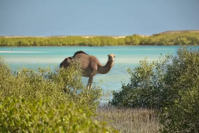 Desert mountains and coastline at Wadi El Gemal National Park