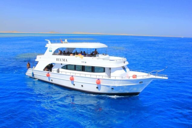 Wild spinner dolphins swimming at Sataya Dolphin Reef Marsa Alam